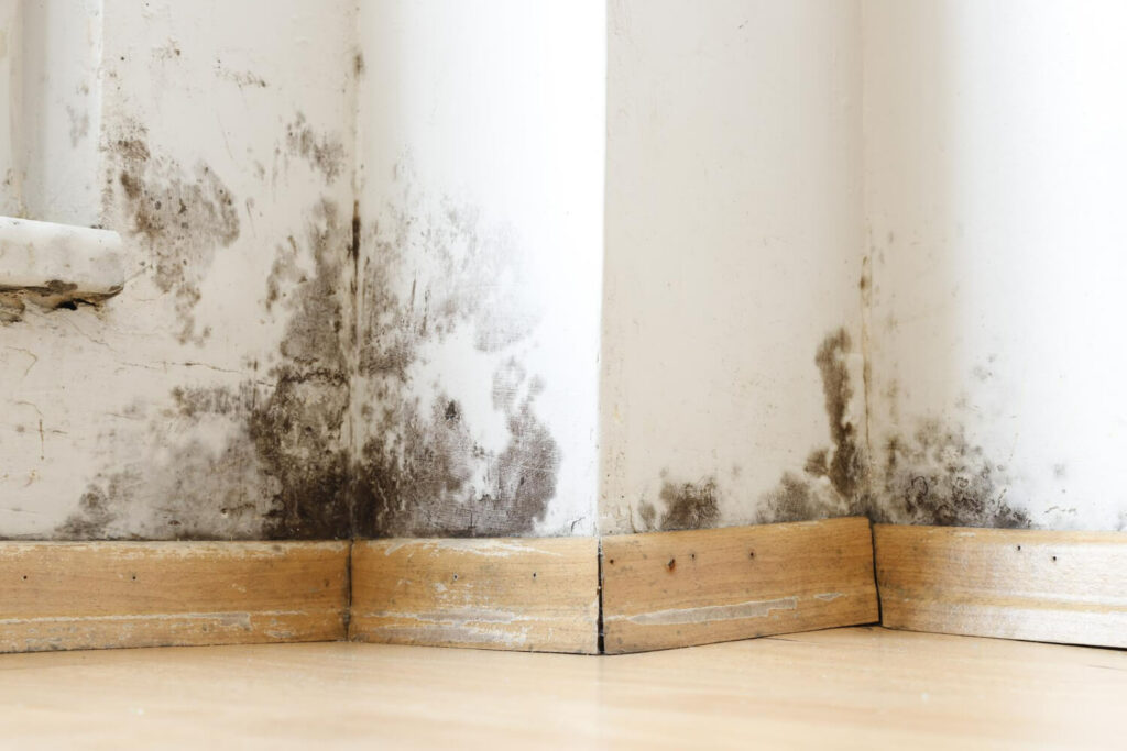 Florida Mold Damage Insurance Claim Attorney